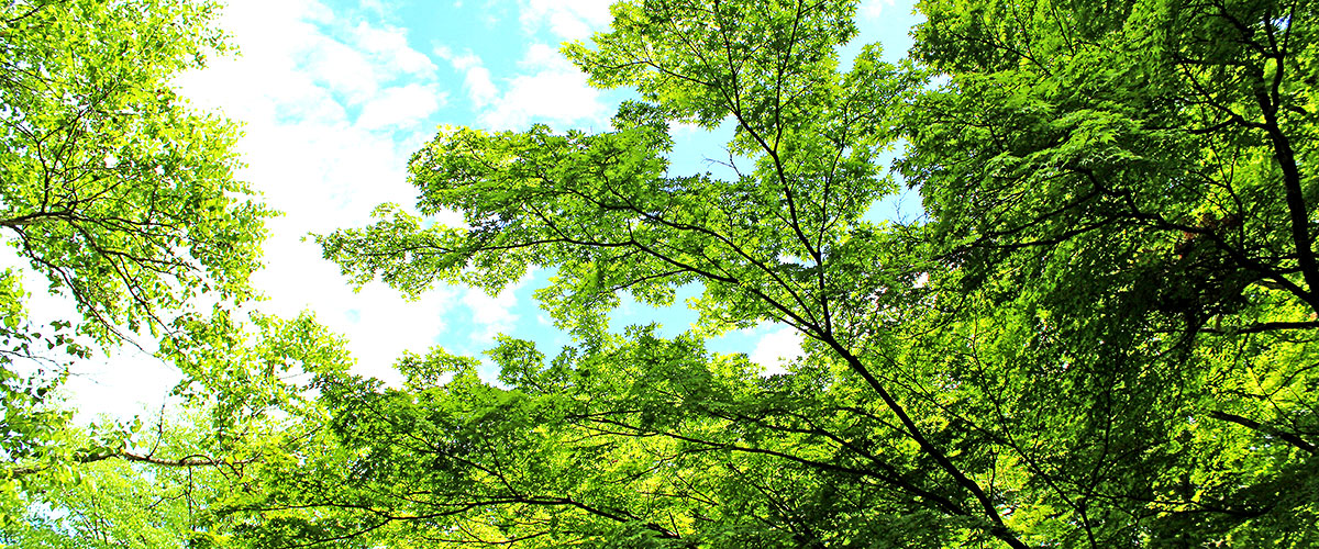 わたしたちが軽井沢の住まいを守ります